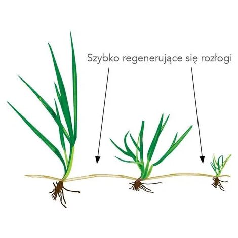 Graines de gazon RPR Lawn Yellow Jacket 1kg – Ultra-résistant – Germination rapide 1-3 semaines – Biostimulant pour croissance optimale – Barenbrug