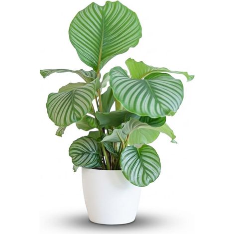 Calathea Orbifolia Plante d'Intérieur Verte avec Pot Blanc Biodégradable - 65 cm - Ø21 cm - PANGIVO (1/4)