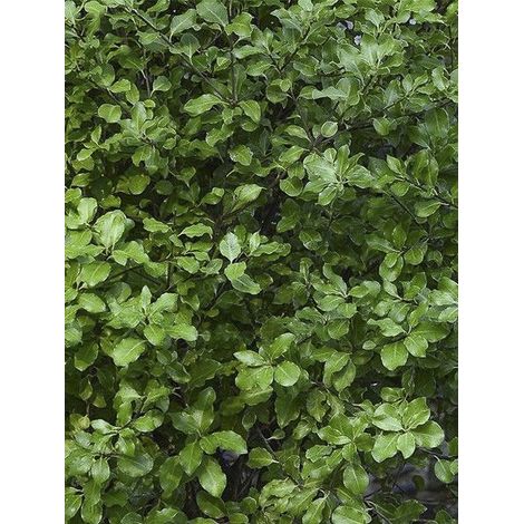 Pittosporum à petites feuilles 'Emerald Dome' Pot de 2L/3L (1/3)