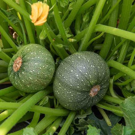 Vilmorin – Courgette de Nice à fruit rond – Graines de potager – Exposition ensoleillée – Semis en avril – Récolte en été (1/2)