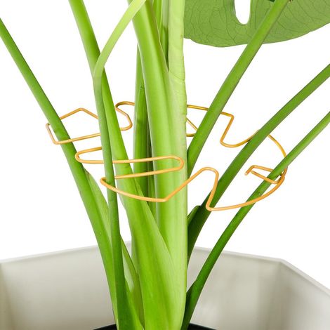 Lot de 10 tuteurs en fer pour plantes Monstera, accessoires pour plantes d'intérieur au design unique,pinces en bambou pour une croissance florissante (1/5)