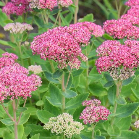 Bloomique - Lot de 3 - Sedum Herbstfreude - Orpine - Plantes de jardin - Résistantes à l'hiver - Hauteur 10-20 cm - Pot 9x9 cm