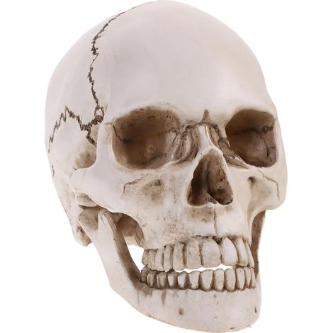 Modèle de Crâne Humain 1:1 en Résine, Squelette Anatomique de Haute Précision pour l'enseignement et La Recherche Médicale, Idéal pour Décoration Halloween