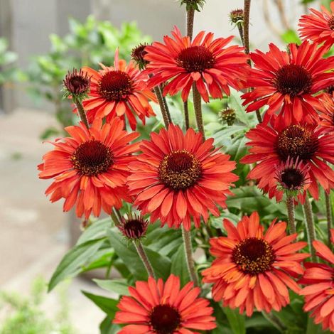 Échinacée SunSeekers® 'Orange'/Godet - 5/20 cm