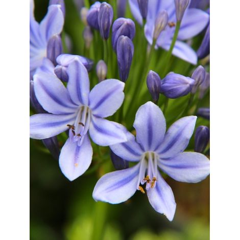 Agapanthe 'Flower of Love' Godet de 8/9 cm (1/2)