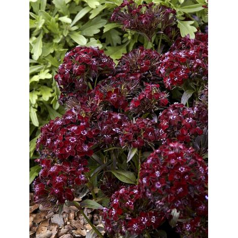 Œillet barbu, œillet du poète 'Nigrescens Black Adder' le sachet de 450 graines (0,4g) (1/2)