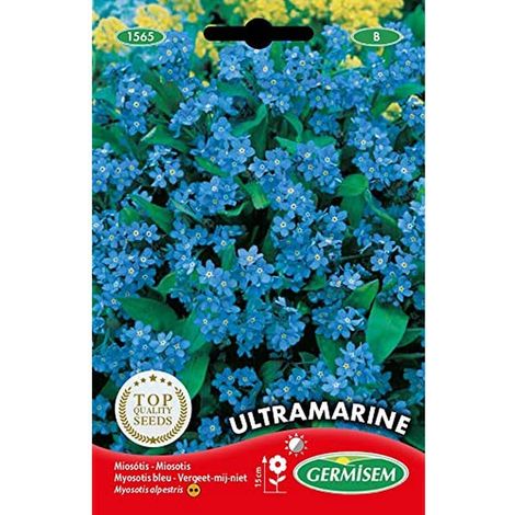 Graines Myosotis Bleu Ultramarine EC1565 Multicolore (1/2)