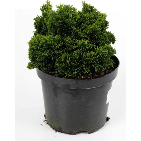 Faux-cyprès de Hinoki Nana Gracilis - Chamaecyparis obtusa Nana Gracilis 15/25cm