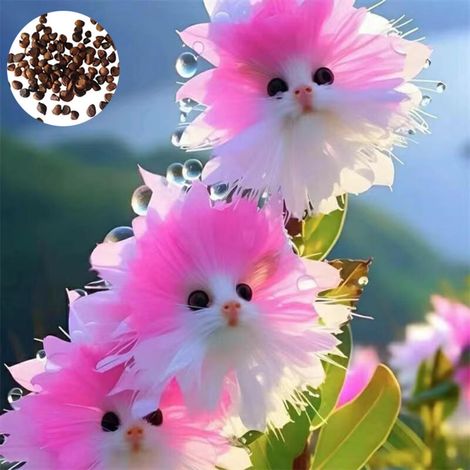 150 graines d'orchidée chat - graines d'orchidées, plantation de fleurs vivaces graines de fleurs d'intérieur et d'extérieur (B) (1/5)