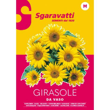 Semi per Prato Universale Girasole Ornamentale Sgaravatti 20 Pezzi
