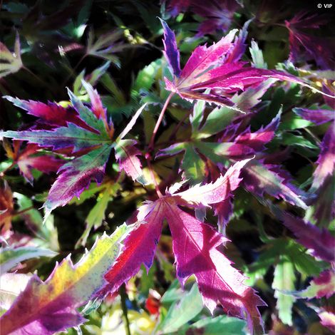 Erable du Japon - Acer palmatum Metamorphosa Pot de 4L/5L (1/2)