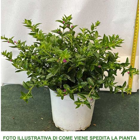 CUPHEA HYSSOPIFOLIA VASO 15CM