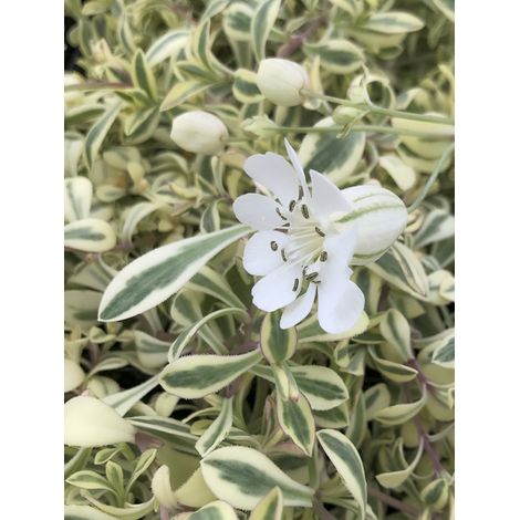 Silène maritime 'Druett's Variegated' Godet de 8/9 cm
