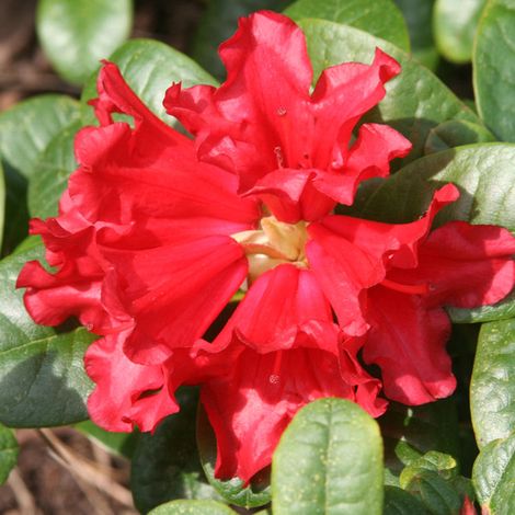 Rhododendron 'Scarlet Wonder' - 20-30 cm pot