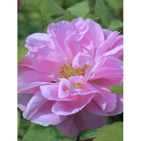 Rosier ancien de Damas 'Trigintipetala Kazanlik' Pot de 4L/5L