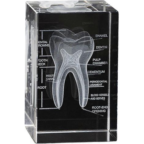 Modèle de dent de la cavité buccale en 3D, gravé au laser, décoration scientifique, cadeau pour dentiste. (1/5)