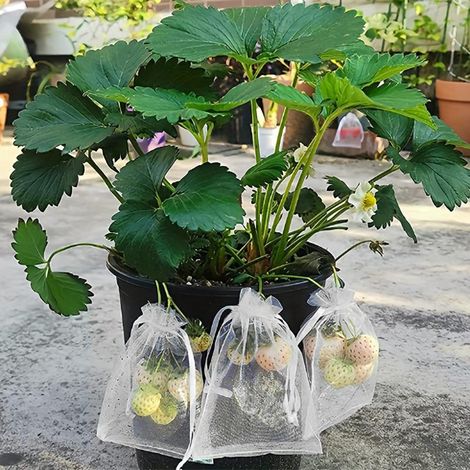 50pcs, sacs anti-insectes pour fruits et légumes, sacs anti-mouche des fruits et sacs anti-oiseaux pour fraises, figues, raisins et autres fruits (1/3)