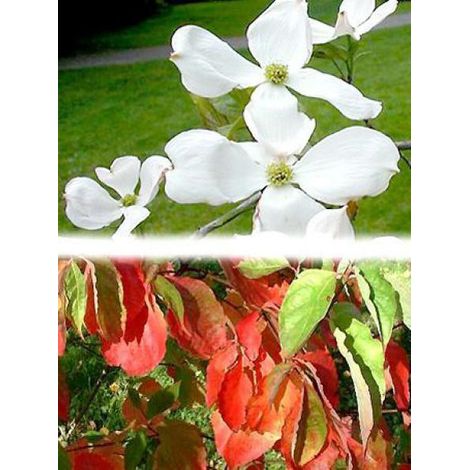Cornouiller 'Eddie's White Wonder' Pot de 4L/5L (1/4)