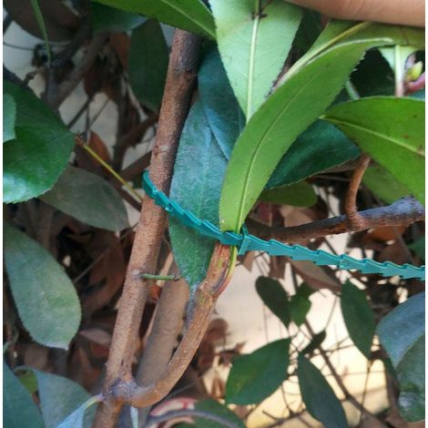 Colliers de serrage de jardin verts de 13 cm Lot de 100 attaches pour plantes et végétaux Liens de fixation réglables pour le potager et les fleurs (1/4)