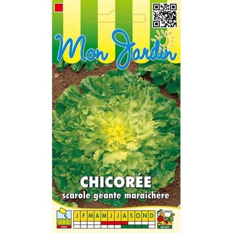 Chicorée scarole géante maraîchère - 3g