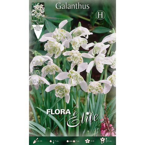 BULBI AUTUNNALI GALANTHUS NIVALIS FLORE PLENO CONFEZIONE DA 10 BULBI BULBS BULBES
