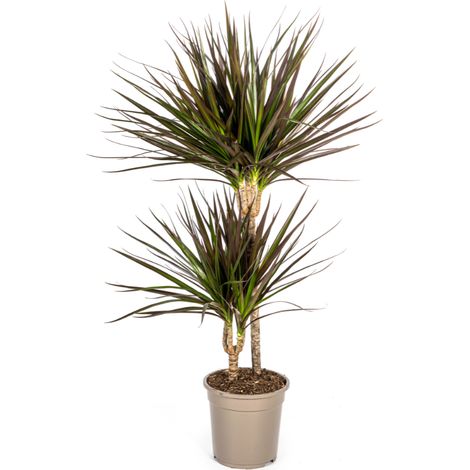 Dracaena Marginata Magenta - Plante d'Intérieur Décorative - Ø19cm - Hauteur 70-90cm - PANGIVO (1/3)
