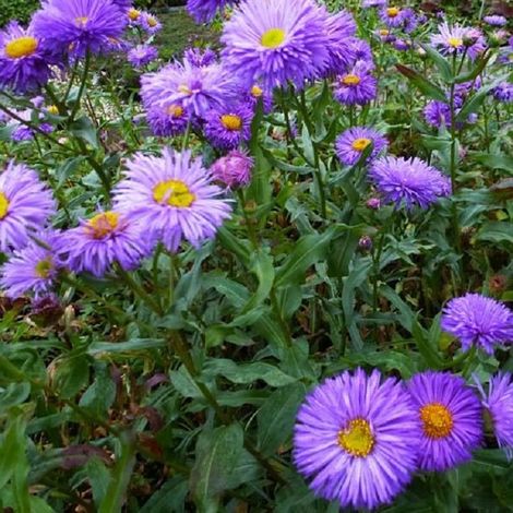 4 x Vergerette  - Erigeron 'Azurfee'  - godet 9x9 cm (1/4)