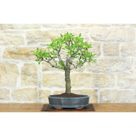 Bonsai di Mandorlo (26) (1/5)