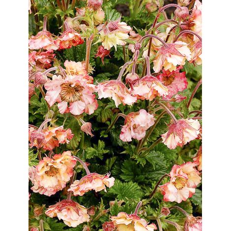 Benoite 'Pretticoats Peach' Godet de 8/9 cm