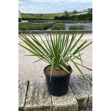 YUCCA GLORIOSA POT 30 (1/2)