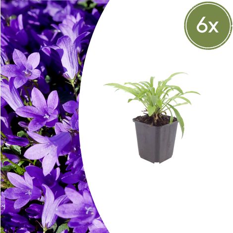 Lot de 6 Campanules à Feuilles de Pêcher 'Coerulea' Fleurs Bleues Vivaces 10-25 cm Ø9 cm - PANGIVO (1/5)