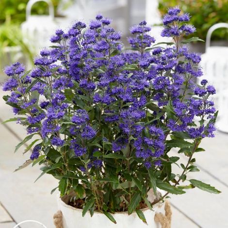 Caryopteris Grand Bleu® 'Inoveris' – Arbuste buissonnant – Fleurs bleu-violet – Feuillage caduc vert moyen – Exposition ensoleillée à mi-ombre (1/3)