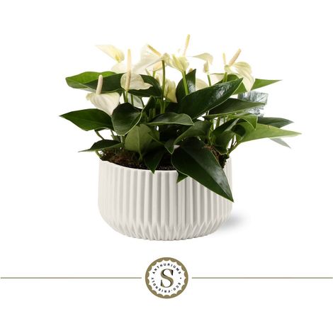 Cache-pot en Céramique Cannelé White avec Table Eclyps pour Anthurium 19 cm - PANGIVO (1/2)