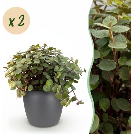 Lot de 2 Plantes d'Intérieur Calissia repens Herbe à Chat Amie des Animaux Pot Gris Ø 12 cm 17-20 cm - PANGIVO (1/5)