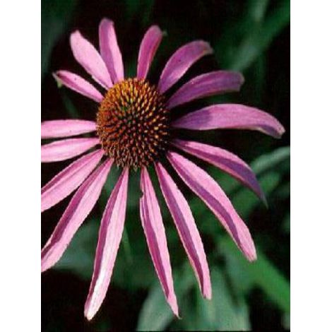 Rudbeckia pourpre Godet de 7/8 cm (1/4)