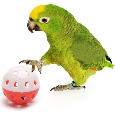 Hollow plastic bird toy, 5 cm diameter, with bell, for parrots and cockatoos (1/5)