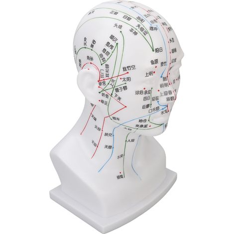 Modèle de tête de massage facial en PVC blanc avec points d'acupuncture, accessoire pédagogique de 30 cm (11,8 pouces). (1/5)