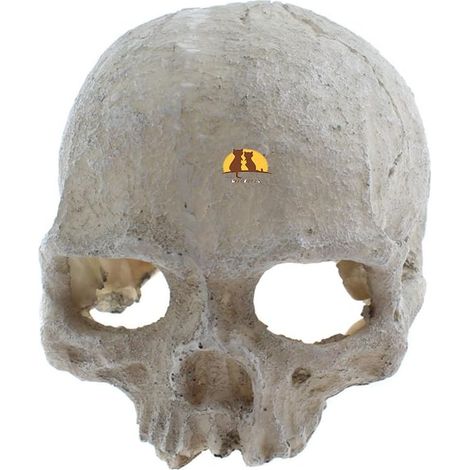 Cachette de Reptile en résine pour Vivarium, décoration d'aquarium (1/4)