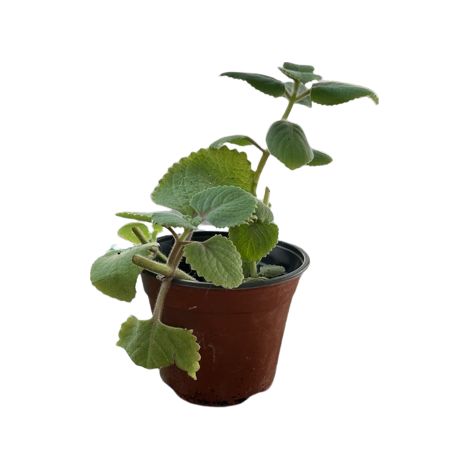 Origano cubano