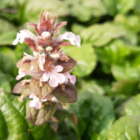 4 x Bugle rampant pourpre - Ajuga reptans 'Rosea'  - godet 9x9 (1/4)