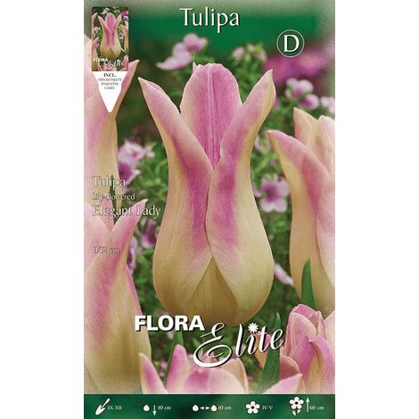 TULIPANO FIOR DI GIGLIO ELEGANT LADY (CONFEZIONE DA 7BULBI)
