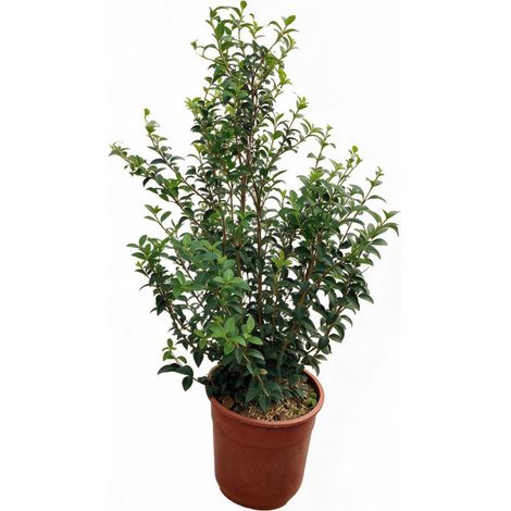 Osmanthe de Burkwood 60/80cm Pot 8L - Osmanthus xburkwoodii (1/4)