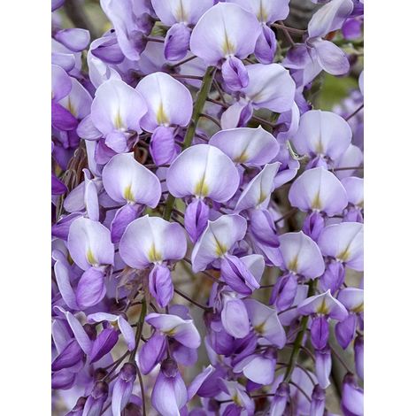 Glycine 'Grande Diva Barbara' Pot de 4L/5L (1/2)