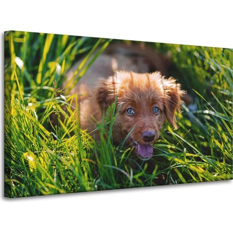Leinwanddruck Tiere Hund im Gras 100x60 cm