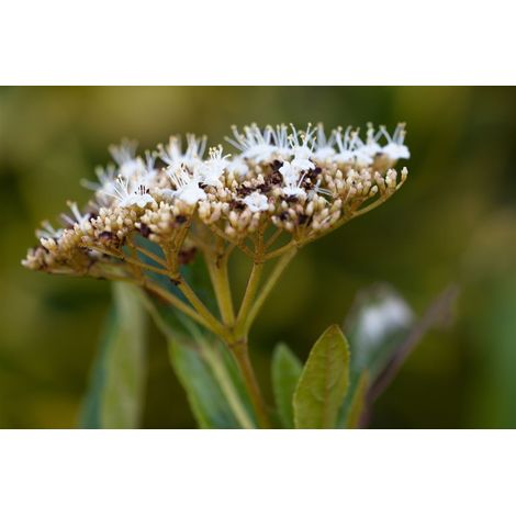 Schneeball 'Pink Beauty' Viburnum nudum 'Pink Beauty' C 12 80- 100