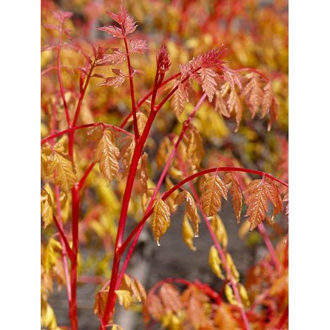 Savonnier 'Coral Sun' Pot de 3L/4L