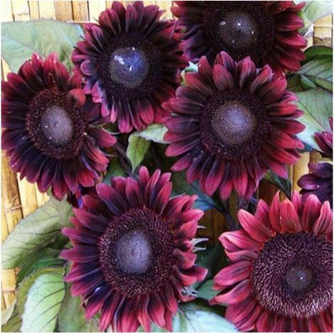 Semences Tournesol Noir 500 – Fleurs Jardin, Variété Ornementale et Culture Facile (1/3)