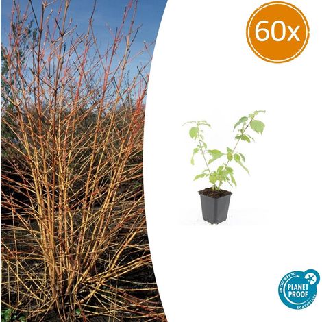 Lot de 60 Cornouiller sanguin Anny's Winter Orange Arbuste Bois Orange H10-25cm Pot Ø9cm - PANGIVO (1/5)