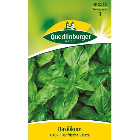 Quedlinburger Saatgut – Basilic vert – Graines d'herbes aromatiques, annuel, culture en pleine terre et à l'intérieur, hauteur env. 50 cm (1/2)
