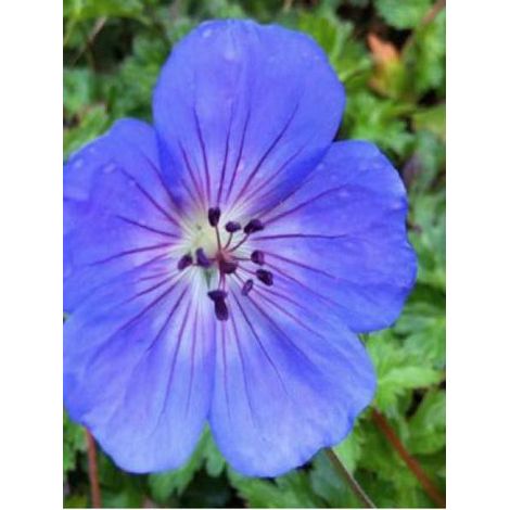 Géranium vivace 'Azure Rush' Godet de 8/9 cm (1/2)